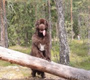 Превью фото № 160799