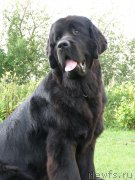 Превью фото № 160802