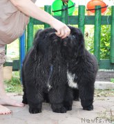 Превью фото № 160841