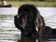 Превью фото № 160856