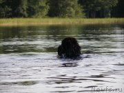 Превью фото № 160857