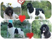 Превью фото № 160896