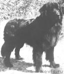 Превью фото № 1609