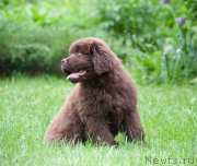 Превью фото № 160933