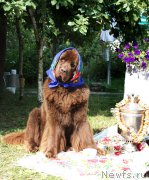 Превью фото № 160940