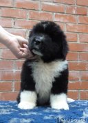 Превью фото № 160991