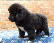 Превью фото № 161004