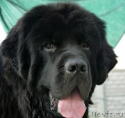 Превью фото № 161034