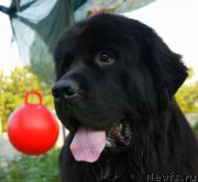 Превью фото № 161035