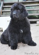 Превью фото № 161037