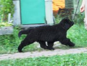 Превью фото № 161039