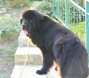 Превью фото № 161110