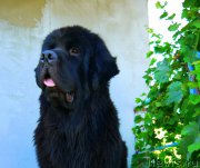 Превью фото № 161111