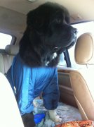 Превью фото № 161136