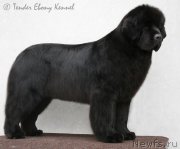 Превью фото № 161146