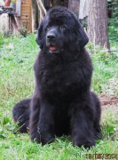 Превью фото № 161226