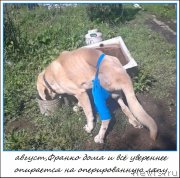 Превью фото № 161228