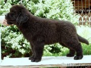 Превью фото № 161280