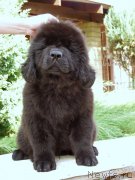 Превью фото № 161283