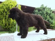 Превью фото № 161302