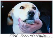 Превью фото № 161338