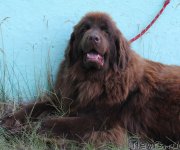 Превью фото № 161382