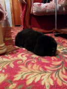 Превью фото № 161387