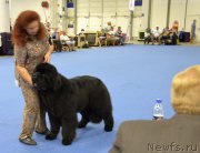 Превью фото № 161390