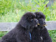 Превью фото № 161442