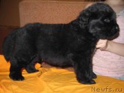 Превью фото № 161491