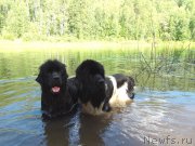 Превью фото № 161496