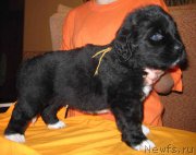 Превью фото № 161497