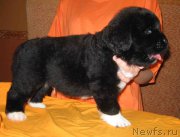 Превью фото № 161498