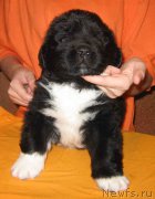 Превью фото № 161499