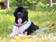 Превью фото № 161515