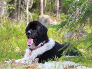 Превью фото № 161516