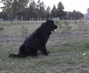 Превью фото № 161553