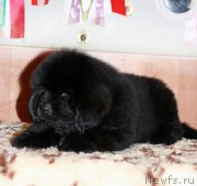 Превью фото № 161571