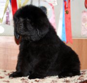 Превью фото № 161576