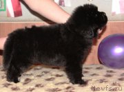 Превью фото № 161580