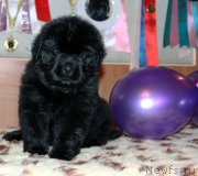 Превью фото № 161581