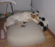 Превью фото № 161585