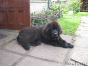 Превью фото № 161591