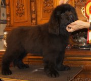 Превью фото № 161609