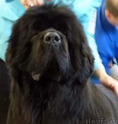 Превью фото № 161636