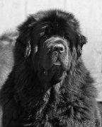 Превью фото № 161638