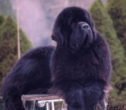 Превью фото № 161660