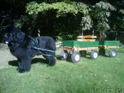 Превью фото № 161675