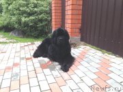 Превью фото № 161795