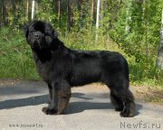 Превью фото № 161819